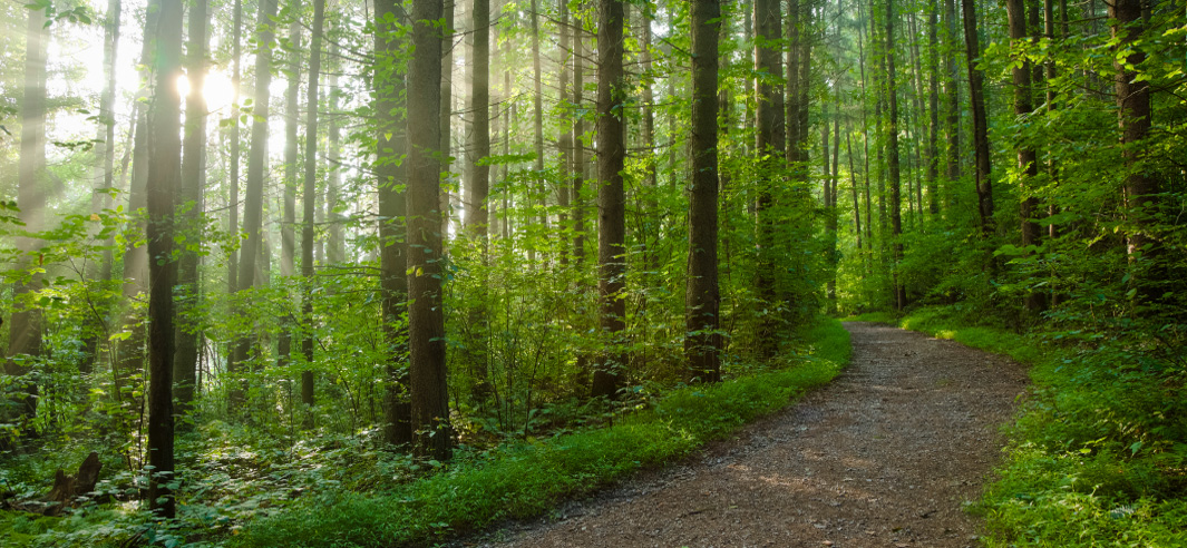 Trail through a Forest