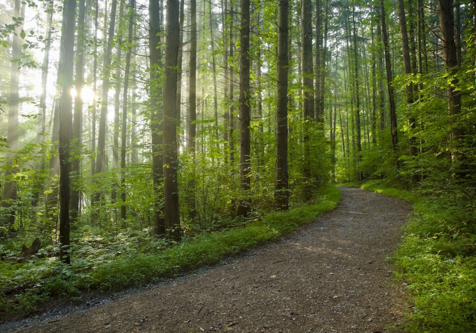 forest-path-1580x1140